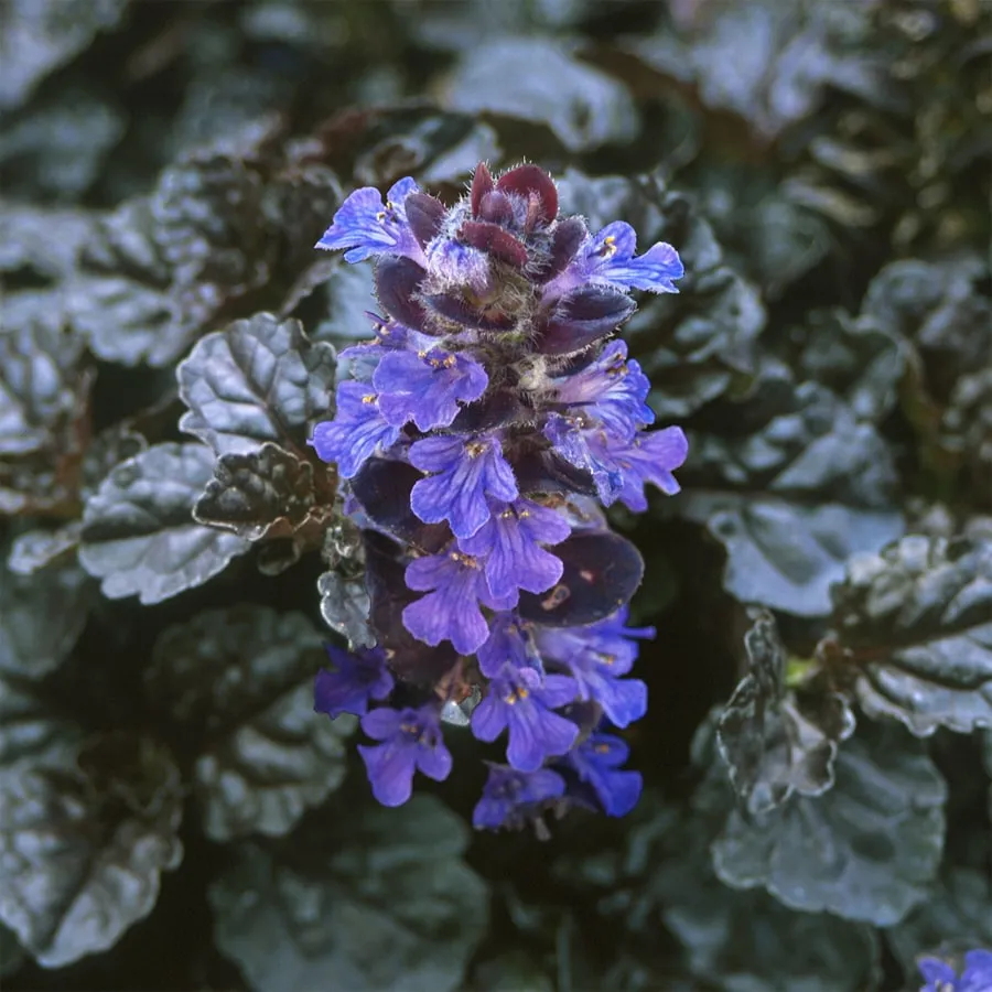 Ajuga reptans 'Black Scallop' (PBR)