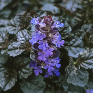 Ajuga reptans 'Black Scallop' (PBR)