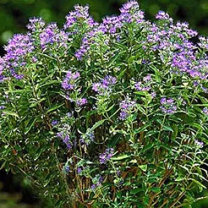 Caryopteris Dark Knight #3