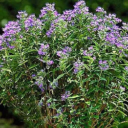 Caryopteris Dark Knight #3